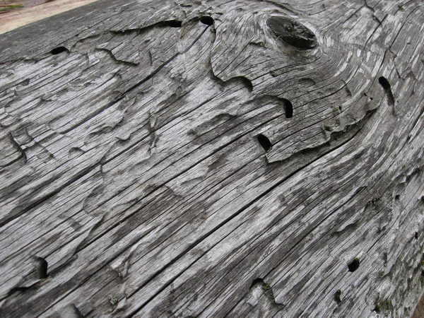 Textura gris de un árbol viejo, comido por escarabajo de corteza con nudos dibujo del árbol y grietas macro de primer plano — Foto de Stock