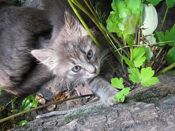 Köy ahşap ve çim doğada gri kedi yavrusu — Stok fotoğraf