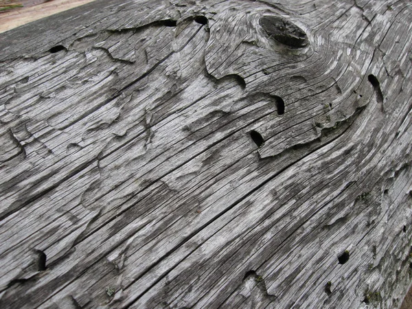 Textura cinzenta de uma árvore velha, comida pelo besouro de casca com desenho de árvore de nós e fendas macro close-up Fotos De Bancos De Imagens Sem Royalties