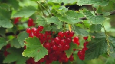 Olgun kırmızı kuş üzümü Dalları Rüzgar yakın çekim bahçede çalı üzerinde Ribes rubrum