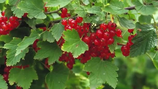 Branches de groseilles rouges mûres Ribes rubrum sur le buisson dans le jardin flottent dans le vent — Video