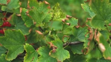 Kırmızı frenk üzümü dut çalı dalları hastalığı, daraltılmış yaprakları, kötü ekoloji ile alan, döllenmiş gübre