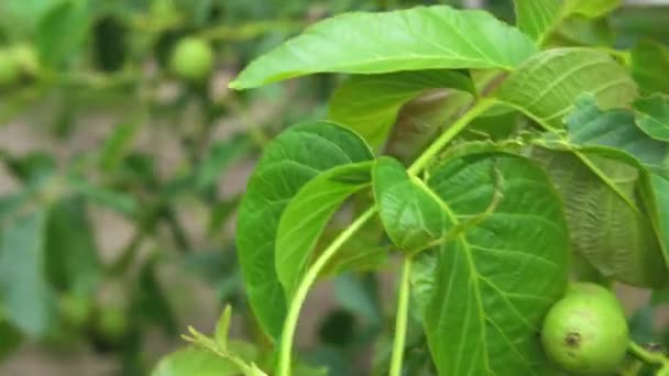 Cabang-cabang pohon kenari merusak daun-daun serangga yang digigit serangga bergoyang dalam angin di kebun — Stok Video