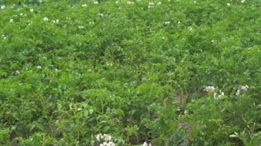 bahçede ev çiftliğinde çiçekli patates yeşil alan