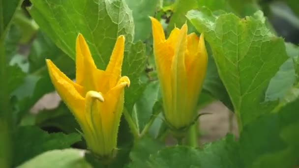 Kürbispflanze mit jungen Kürbisblüten, die in Großaufnahme im Garten wachsen — Stockvideo
