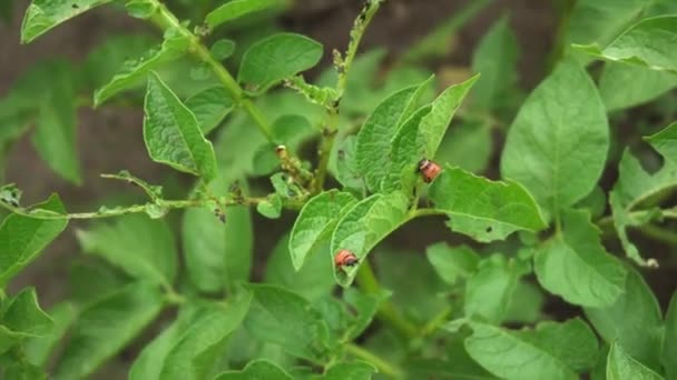 Colorado skalbaggar larver utfodring på potatis blad — Stockvideo
