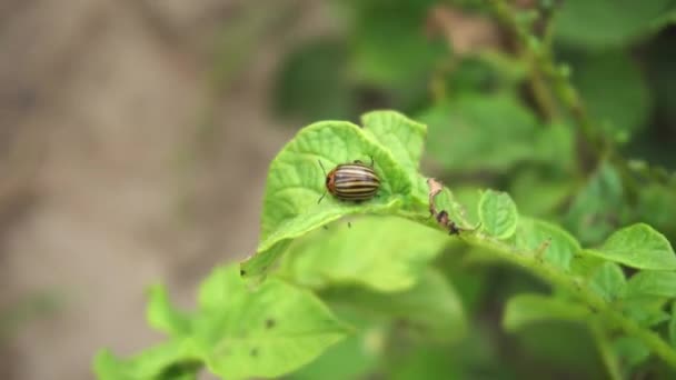 ジャガイモの葉に餌を与えるコロラドカブトムシ — ストック動画