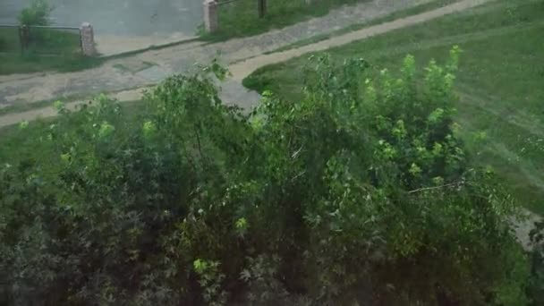 Ветви зеленого дерева взорваны сильными порывами ветров. Погода пасмурная. Вид сверху из окна многоэтажного дома. женщина с дочкой - маленькая девочка, идущая в плохую погоду — стоковое видео