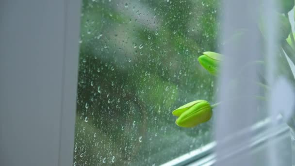 En un día lluvioso, el agua cae por fuera de la ventana. El ramo de flores brillantes verdes artificiales de los tulipanes cuesta sobre el alféizar de ventana cubierto por la cortina, moviéndose del calado. Sentimientos de luz — Vídeo de stock