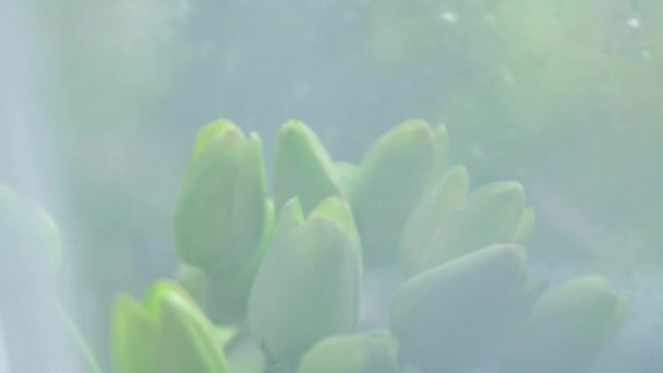 På en regnig dag, vattendroppar på utsidan av fönstret. Buketten av ljusa gröna konstgjorda blommor av tulpaner kostar på en fönsterbräda närbild genom transparent gardin. Känslor ljus sorg — Stockvideo