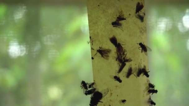 Dode vliegen zitten gevangen op plakband voor het vangen van insecten tegen het raam. Close-up — Stockvideo