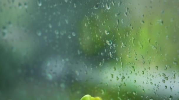 Par temps de pluie, l'eau tombe devant la fenêtre. Le bouquet de fleurs artificielles vert vif de tulipes coûte sur un rebord de fenêtre. Sentiments lumière tristesse, confort, chaleur, nostalgie . — Video