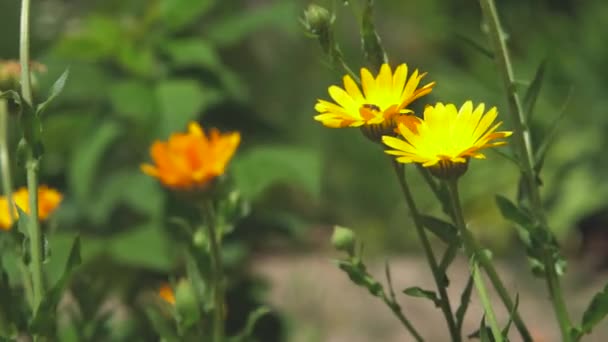 Un'ape siede sui fiori arancioni di Calendula ondeggia dal vento nella soleggiata giornata estiva — Video Stock