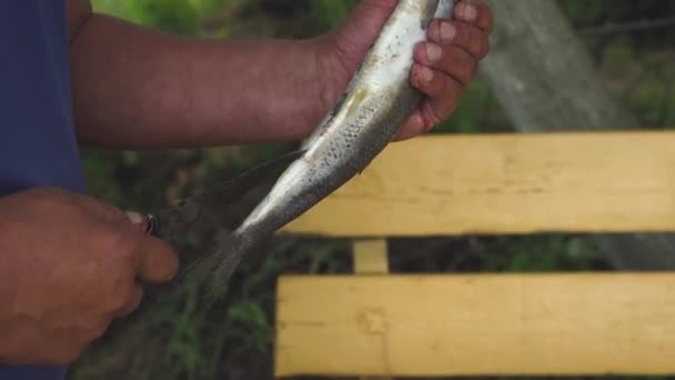 Close-up male hands of a fisherman gutting and cleaning herring fish seize the belly for cooking on wooden table outside in a garden in summer in nature village lifestyle — Stock Video