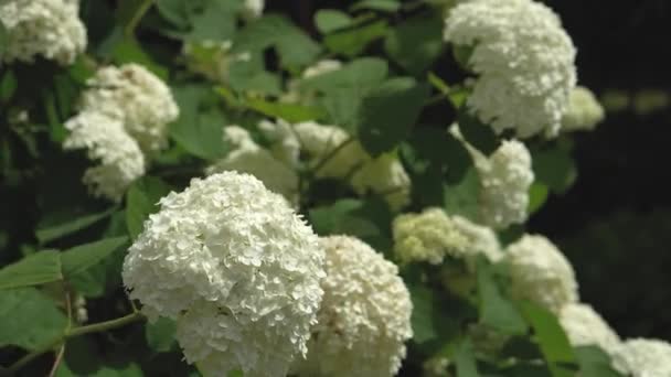 Flores de hortensias blancas en el jardín de verano se balancean en el viento — Vídeo de stock