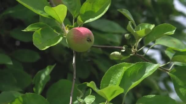 Зеленые яблоки с румяной розовой стороной на ветке дерева в саду трепещут на ветру — стоковое видео