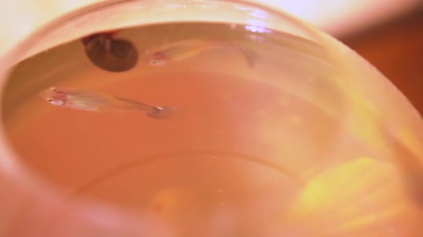 Жіночі види риб щенячого плавання в круглому акваріумі з помаранчевим світлом і равликом вид зверху — стокове відео