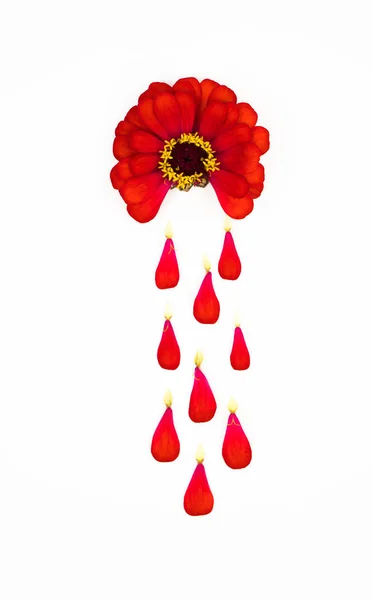 Röd blomma på en vit isolerad bakgrund skildrar blödning under menstruationsperioden, kronbladen som droppar blod. att demonstrera en kvinnas personliga intima hygienprodukter — Stockfoto