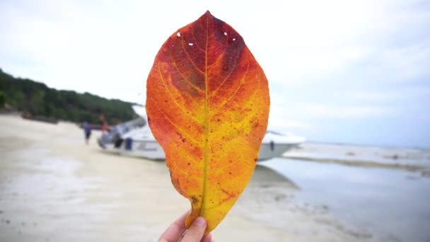Női kéz tartja őszi sárga levél a háttérben a strand és a tenger. nyaralás és nyaralás ősszel — Stock videók