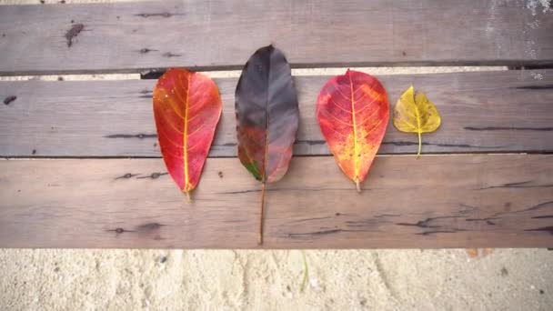 Quatro folhas amarelas do outono encontram-se no fundo de um balanço de madeira e balançam lisamente — Vídeo de Stock