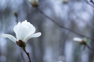Ekran koruyucu veya arka plan için çiçeklenme manolya. Doğa.