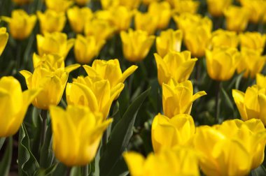 Laleler ile güzel doğal arka plan. Ekran koruyucular için duvar kağıdı.