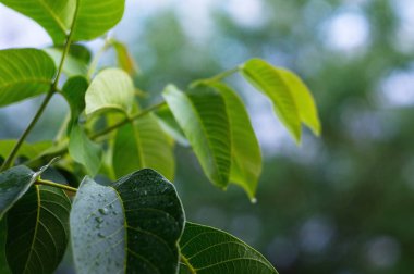 Web tasarımı için güzel yeşil arka plan. Duvar kağıdı. Ekran. Doğa.