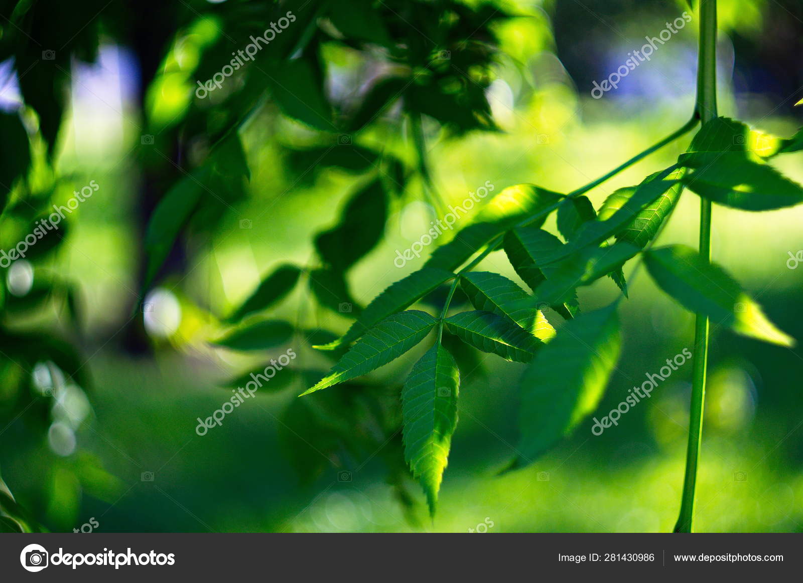 ウェブデザインのための美しい緑の背景 壁紙だ 画面だ 自然 ストック写真 C Oksanacofee