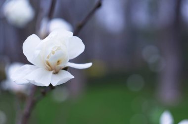 Ekran koruyucu veya arka plan için çiçeklenme manolya. Doğa.