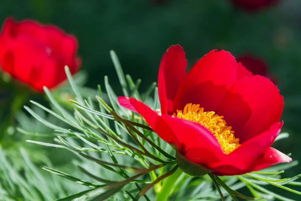 Paeonia tenuifolia portre