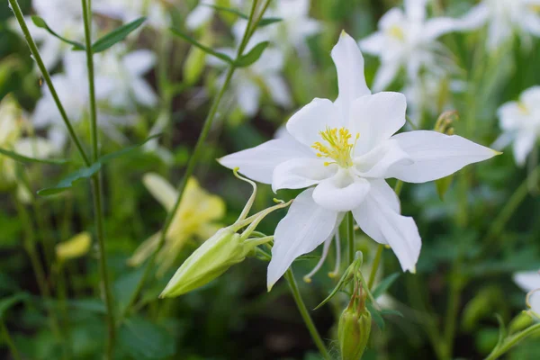 Weiße Blume Aquilegia Nahaufnahme — Stockfoto