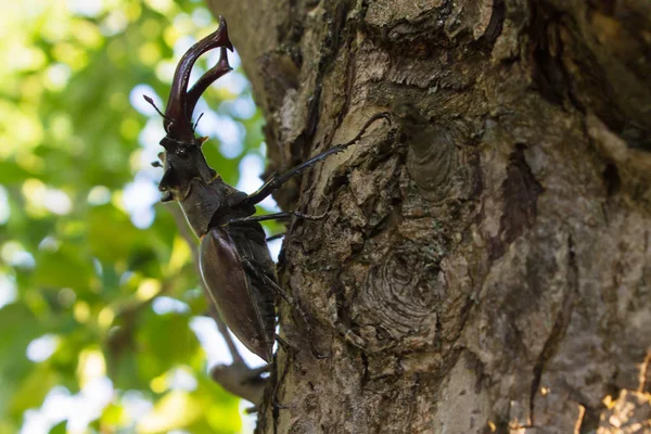 Stag Жук на дереві . — стокове фото