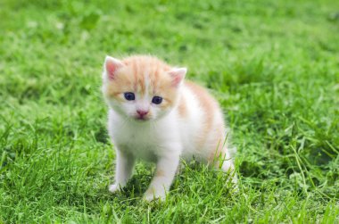 Bir küçük kedi yavrusu yeşil çim açık.