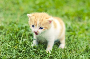 Bir küçük kedi yavrusu yeşil çim açık.