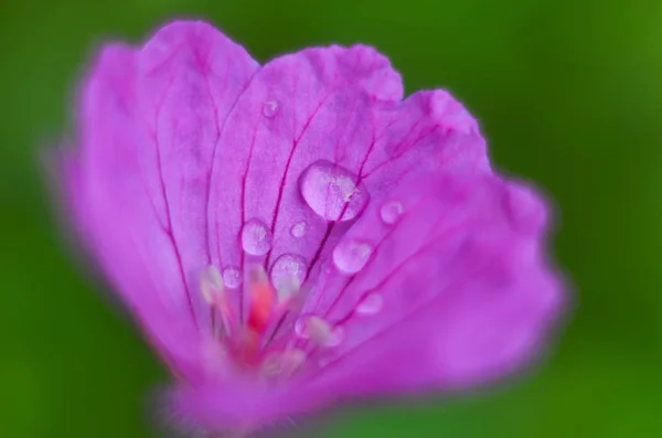 紫色のシモツケ タムシバの花が咲く 自然の背景 — ストック写真