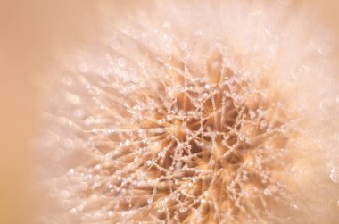 Bulanık bir arka plan üzerinde beyaz kabarık karahindiba. Microfoto çiğ damlaları ile.