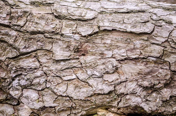 Texturou Kůry Stromu Palivové Dříví Dřevěná Kůra Pozadí — Stock fotografie