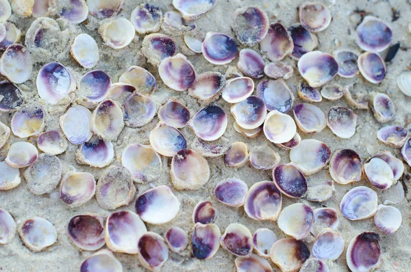 Lila Weiße Muscheln Auf Goldenem Sand Meereshintergrund Der Für Tapeten — Stockfoto