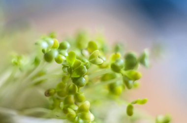 Lucerne macrophotographs pullu arka planda filizlenir. Mikrogreen süper gıda.