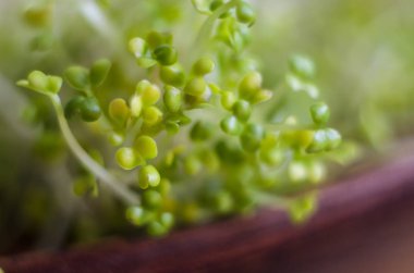 Lucerne macrophotographs pullu arka planda filizlenir. Mikrogreen süper gıda.