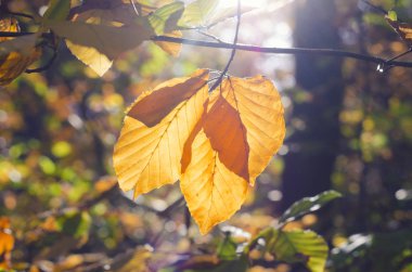 Ağaç dalı ile ıslak sonbahar yaprakları. Sonbahar arka plan. Sonbahar Orman güneş ışığı