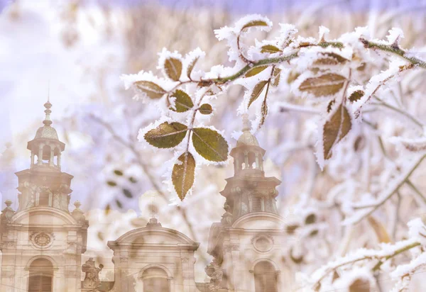 Φύλλα Από Τριαντάφυλλα Τον Παγετό Στο Φόντο Των Μεσαιωνική Πόλη — Φωτογραφία Αρχείου