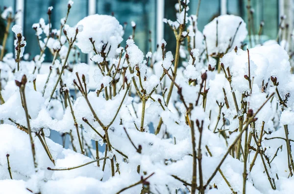 冬の公園で雪に木 静かな冬の森の風景 木の枝を雪します — ストック写真