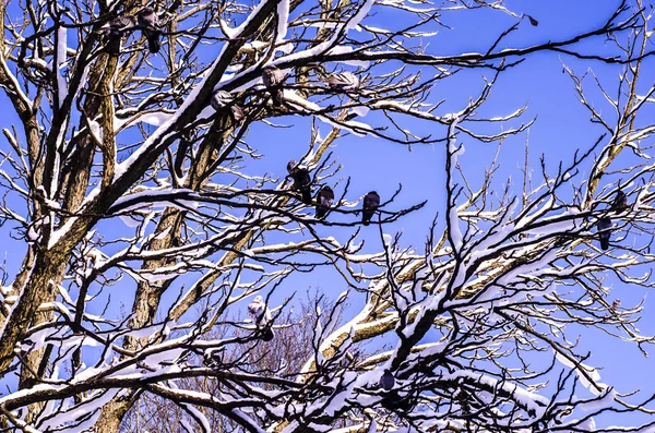 鳥は冬 青い空を背景に木の枝にとまった鳥 冬の背景 — ストック写真