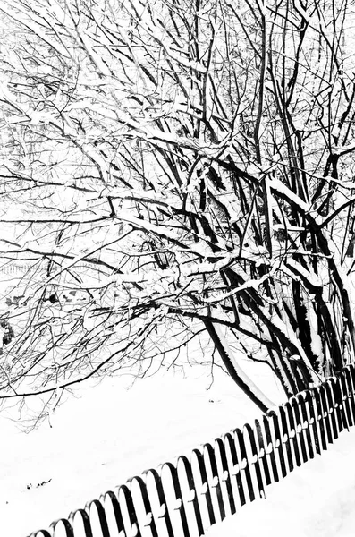 ライフスタイルデザインのための白い背景に冬の公園フェンスと美しいバナー 冬の雪の木々が見えます 雪の風景 — ストック写真