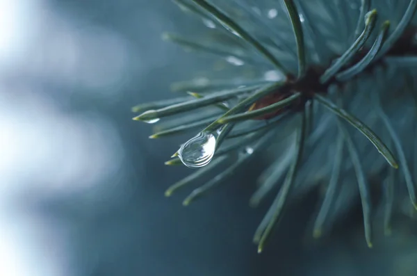 Water drops on tree branch in the rainy twilight. Bokeh background. Natural outdoor concept. Macro.
