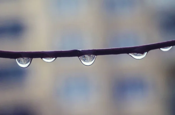 Gotas Agua Rama Del Árbol Crepúsculo Lluvioso Fondo Bokeh Concepto —  Fotos de Stock