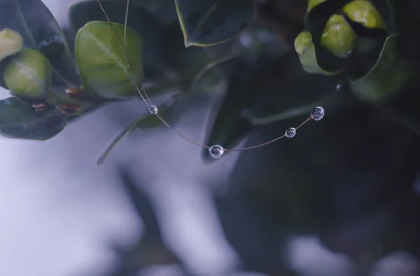 Gotas Agua Rama Del Árbol Crepúsculo Lluvioso Fondo Bokeh Concepto —  Fotos de Stock