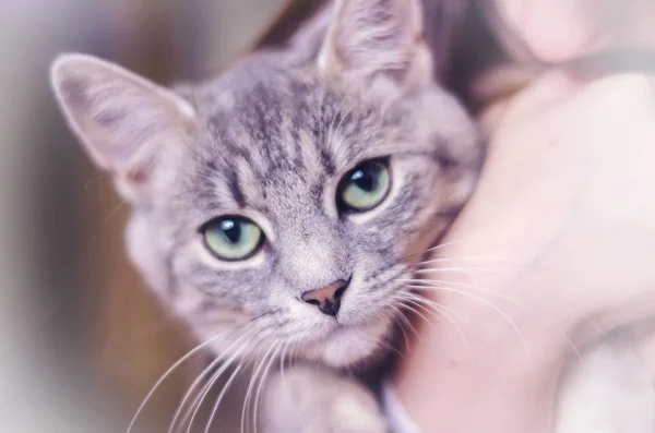 Gray Kitty Green Eyes Striped Color Pet Picture — Stock Photo, Image