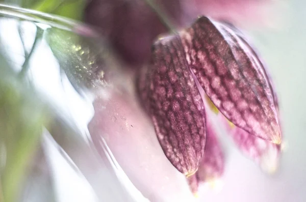 フリッチャルチェス、Fritillaria meleagris。Spring マクロ. — ストック写真